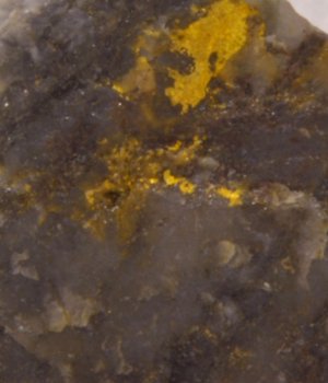 Gold image